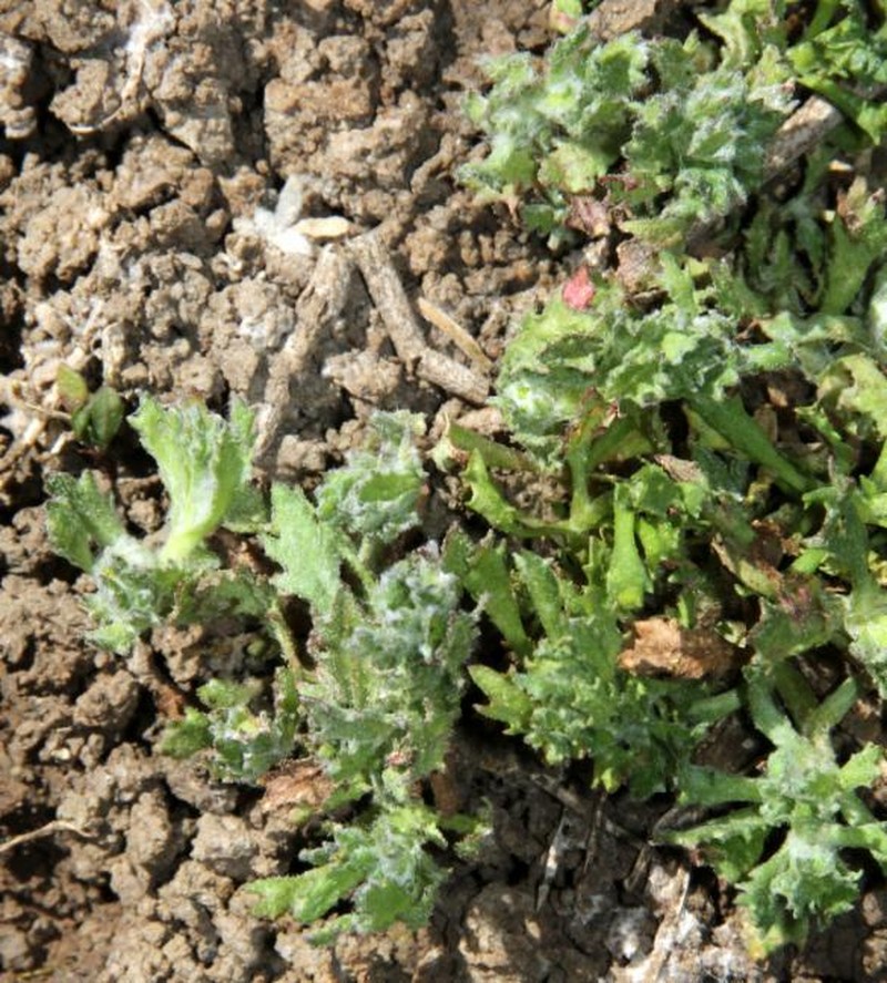 Centipeda nidiformis photo 6