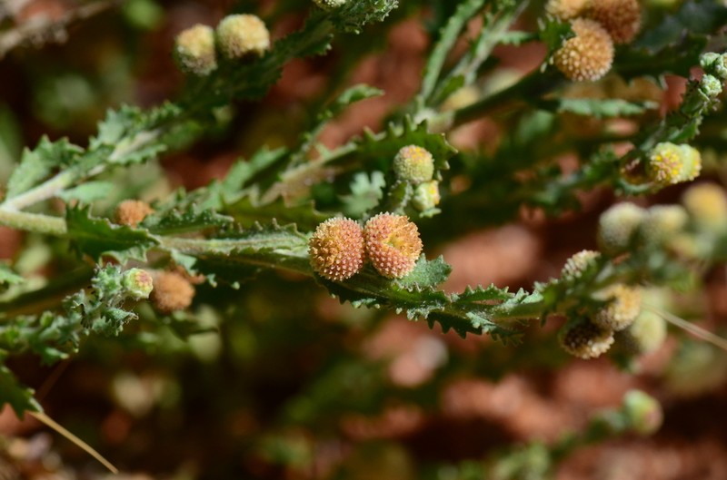 Centipeda pleiocephala photo 2