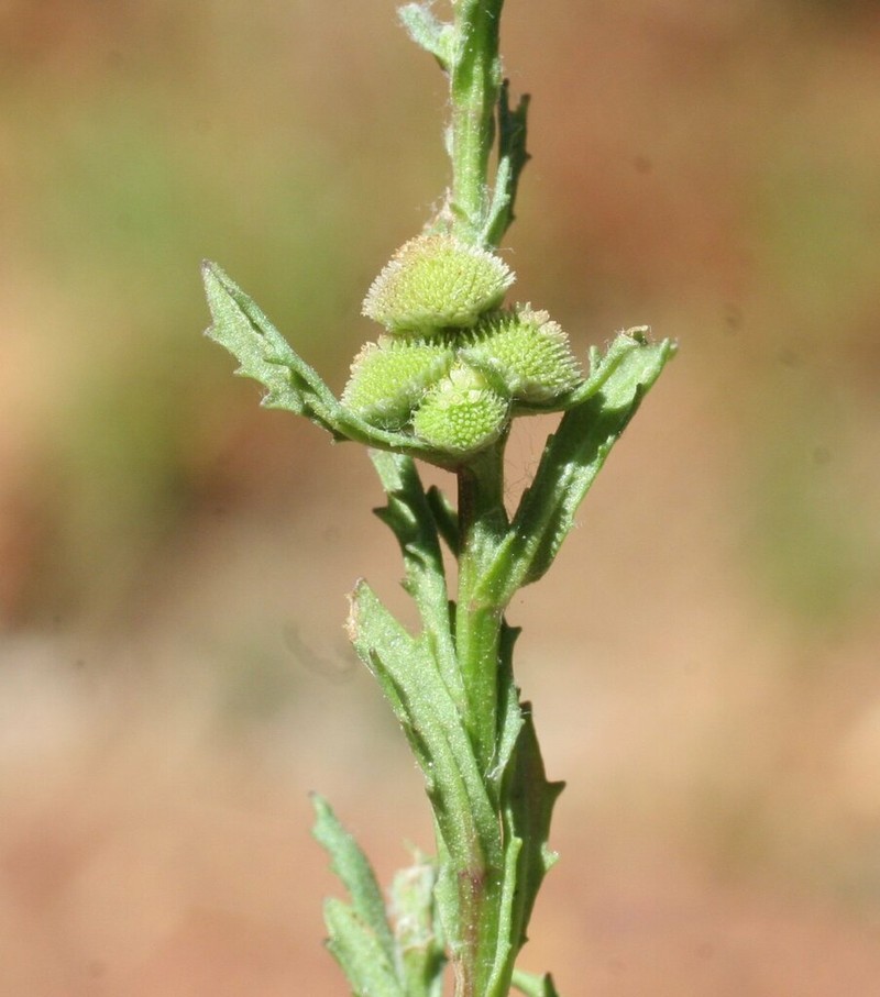 Centipeda pleiocephala photo 3