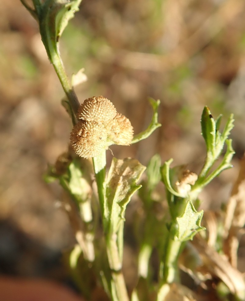 Centipeda pleiocephala photo 5