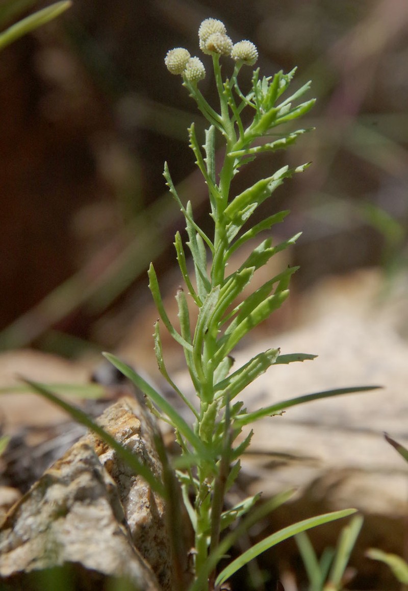 Centipeda racemosa photo 2