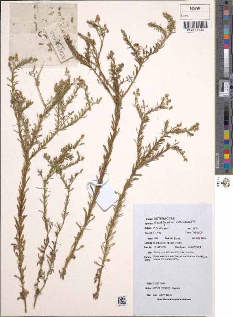 Centipeda racemosa photo 3