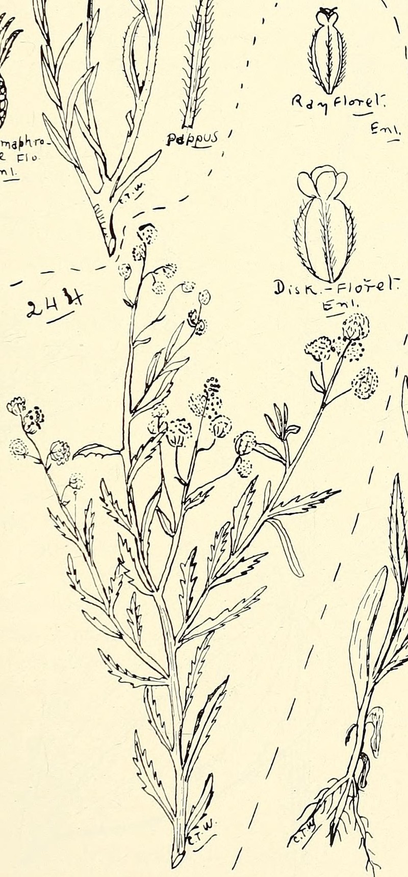 Centipeda racemosa