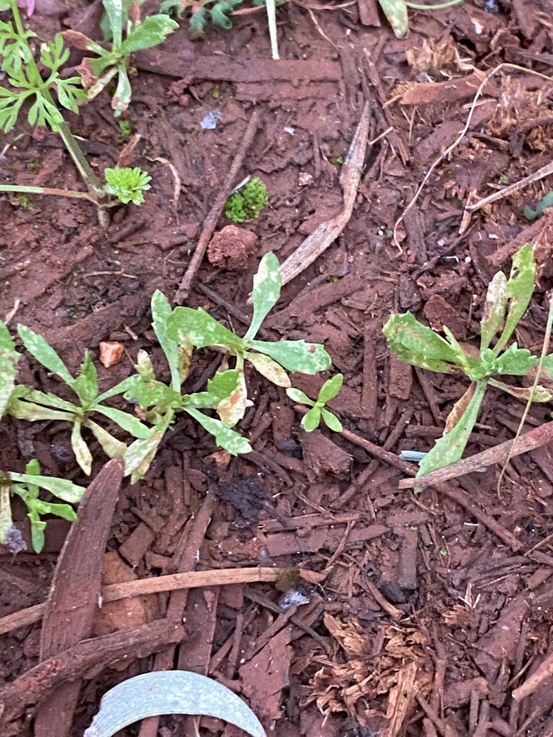 Centipeda thespidioides