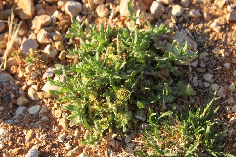 Centipeda thespidioides photo 2