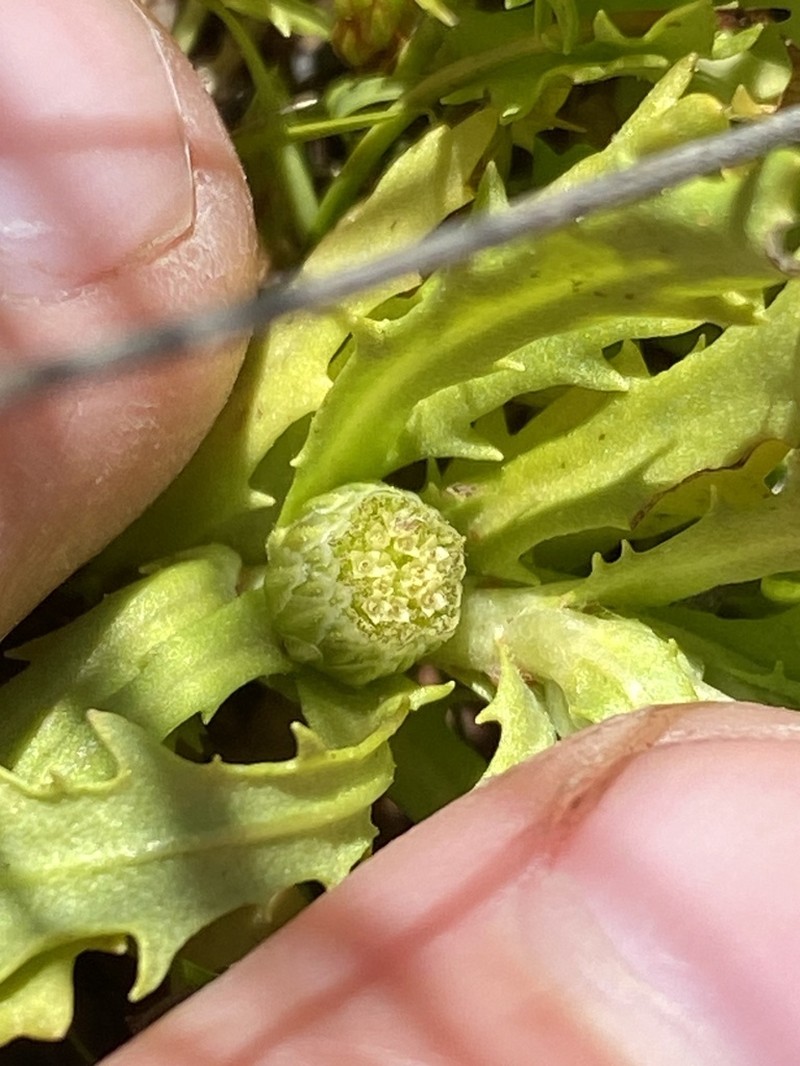 Centipeda thespidioides photo 3