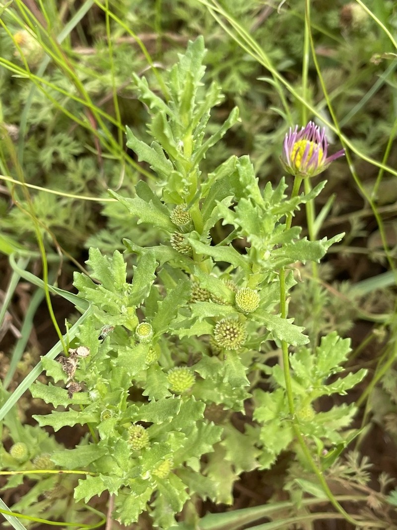 Centipeda thespidioides photo 4