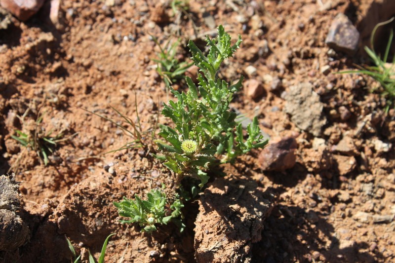 Centipeda thespidioides photo 5