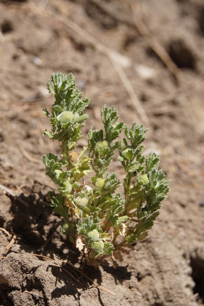 Centipeda thespidioides photo 6