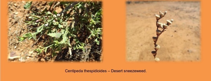Centipeda thespidioides photo 8