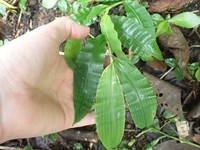 Centotheca lappacea
