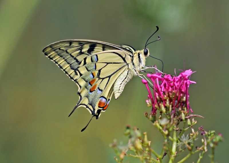 Red Valerian photo 2