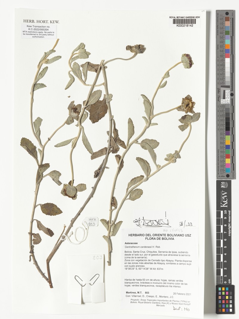 Centratherum cardenasii