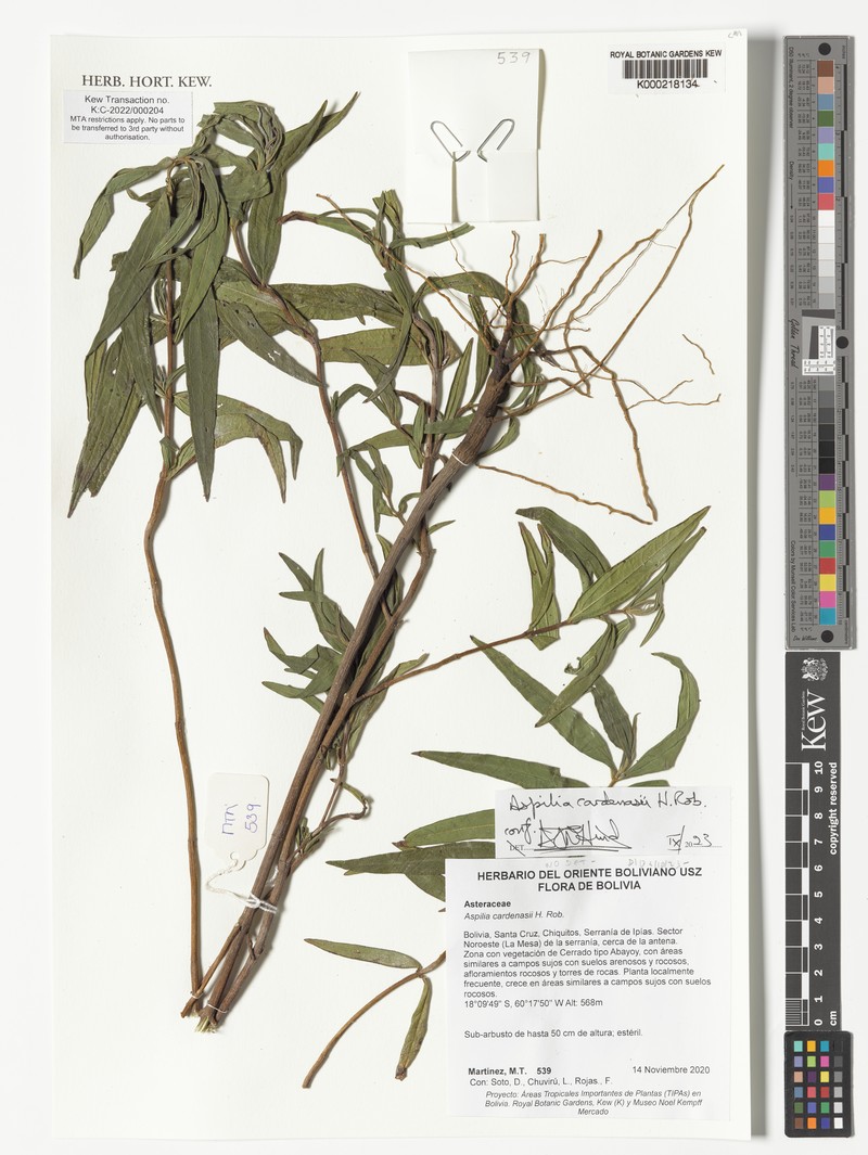 Centratherum cardenasii photo 2