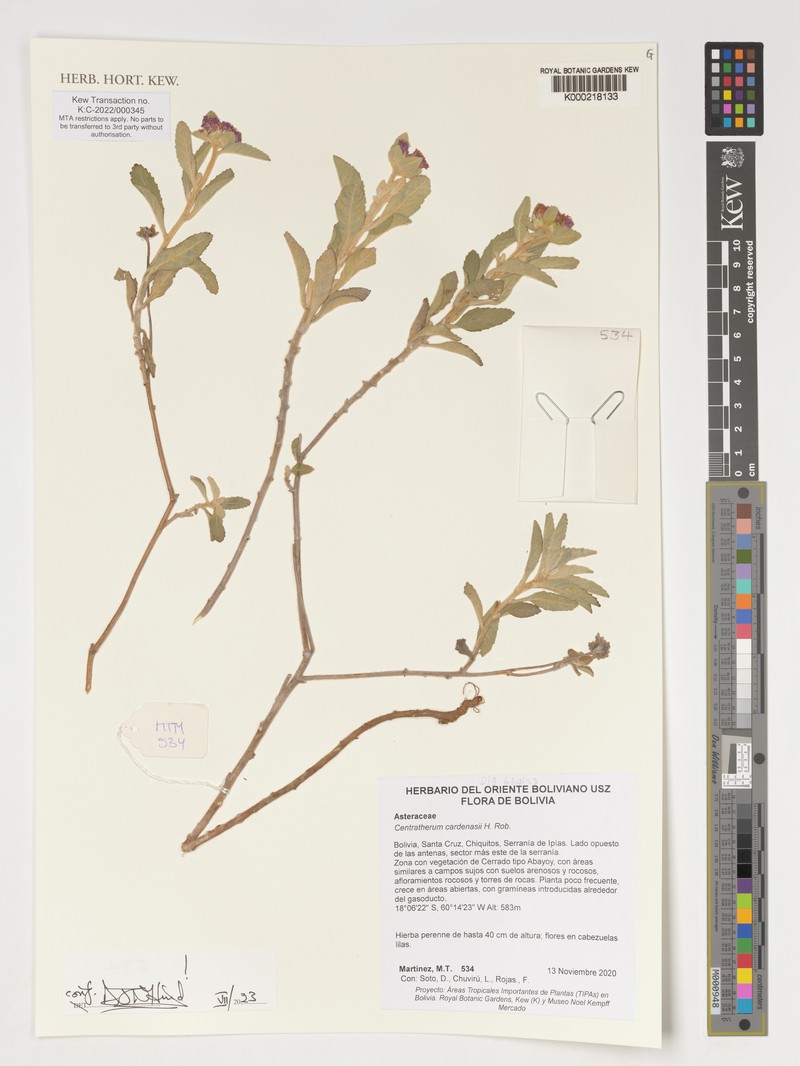 Centratherum cardenasii photo 3