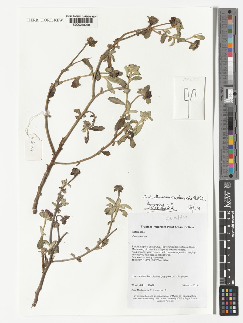 Centratherum cardenasii photo 4