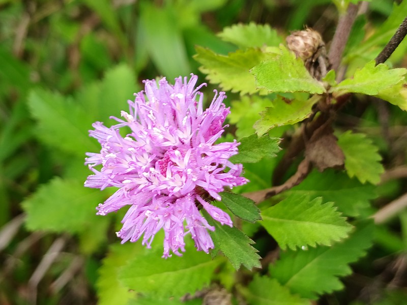 Larkdaisy photo 5