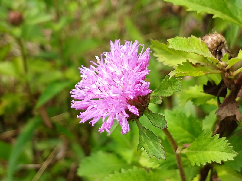 Larkdaisy photo 6