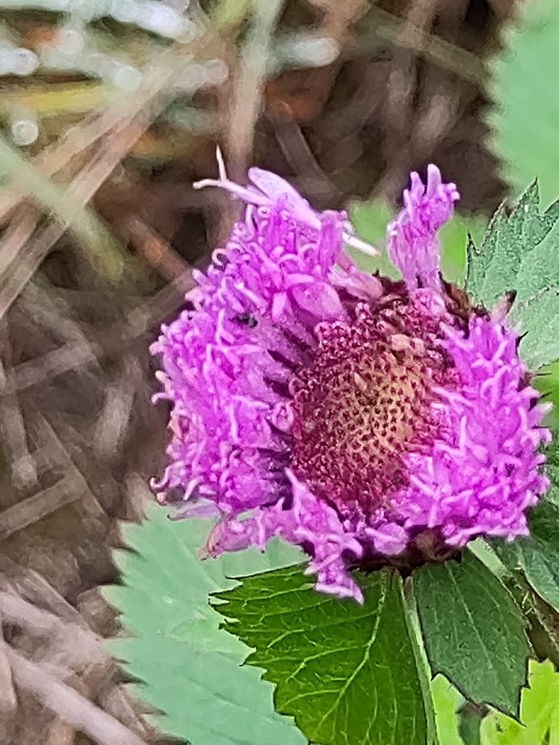 Larkdaisy