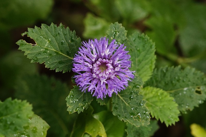 Larkdaisy photo 2