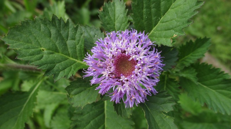 Larkdaisy photo 8