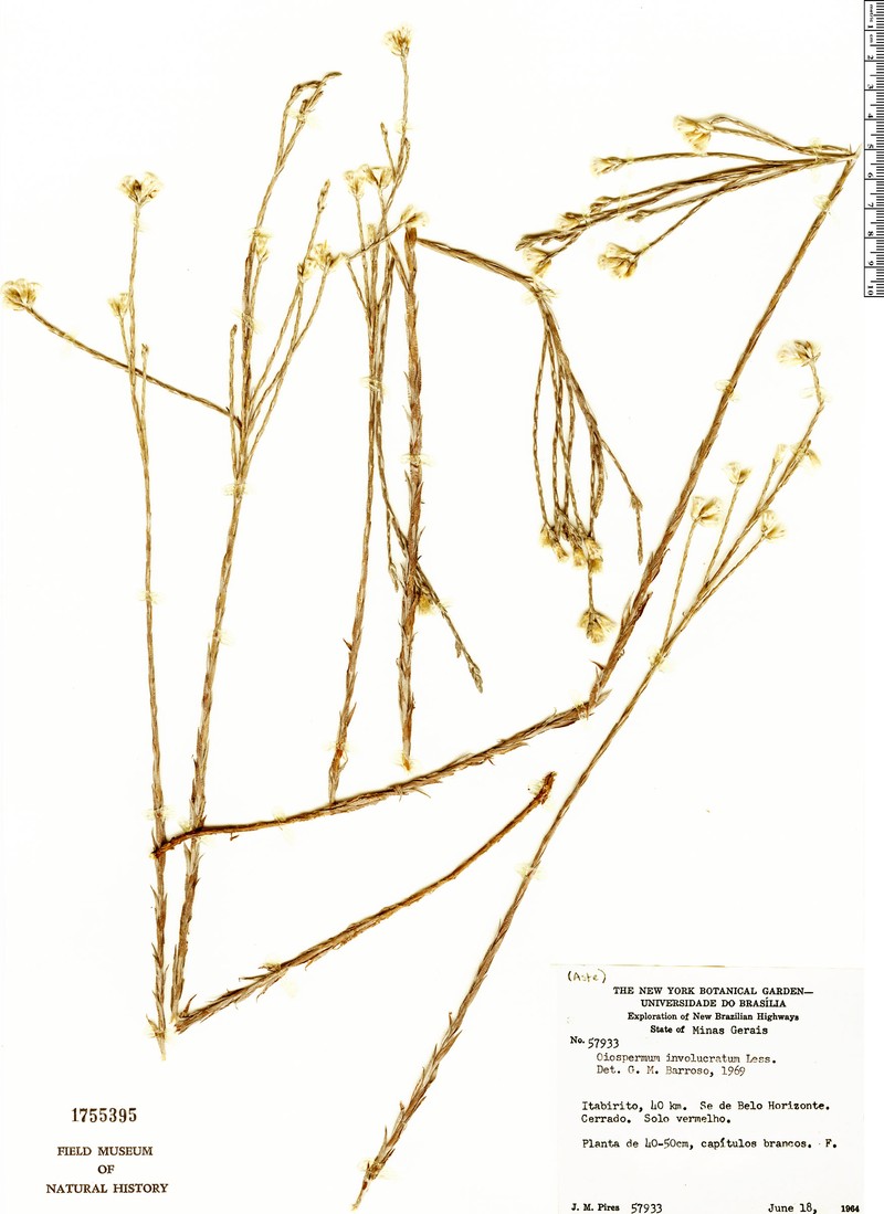Centratherum repens