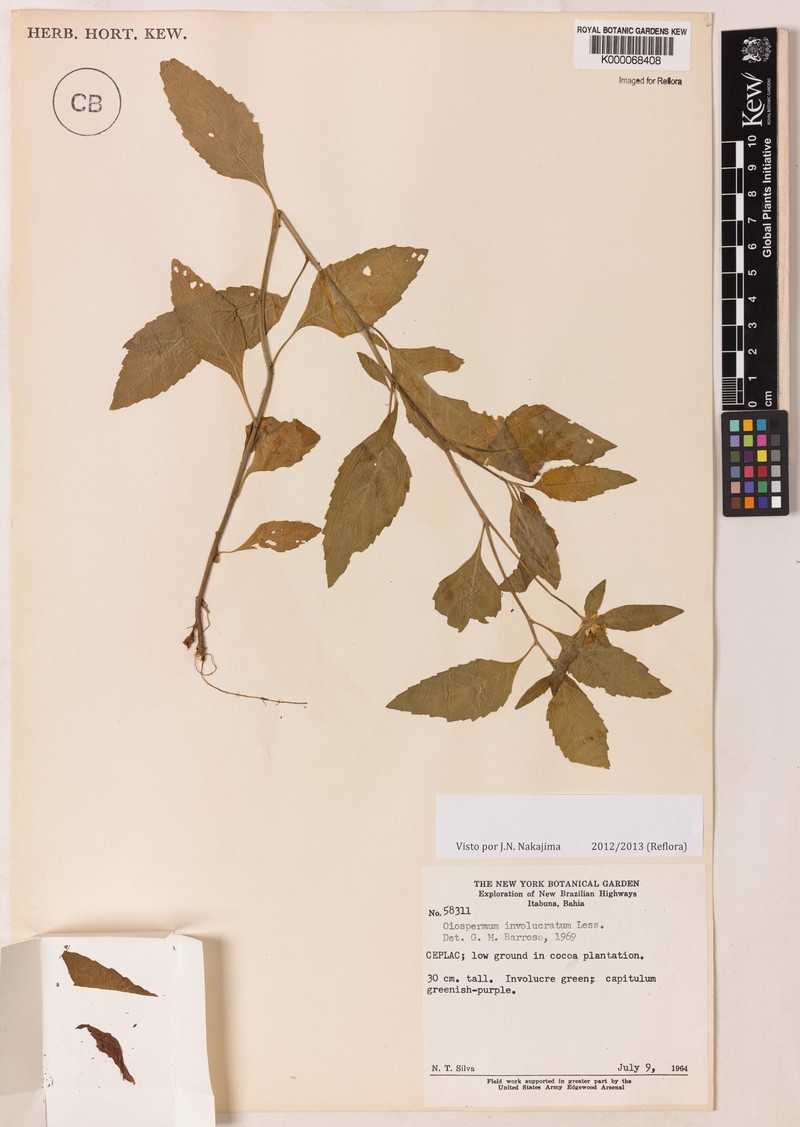 Centratherum repens photo 2