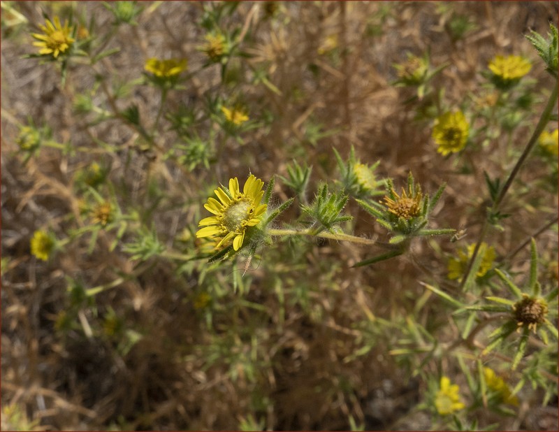 Fitch's Tarweed