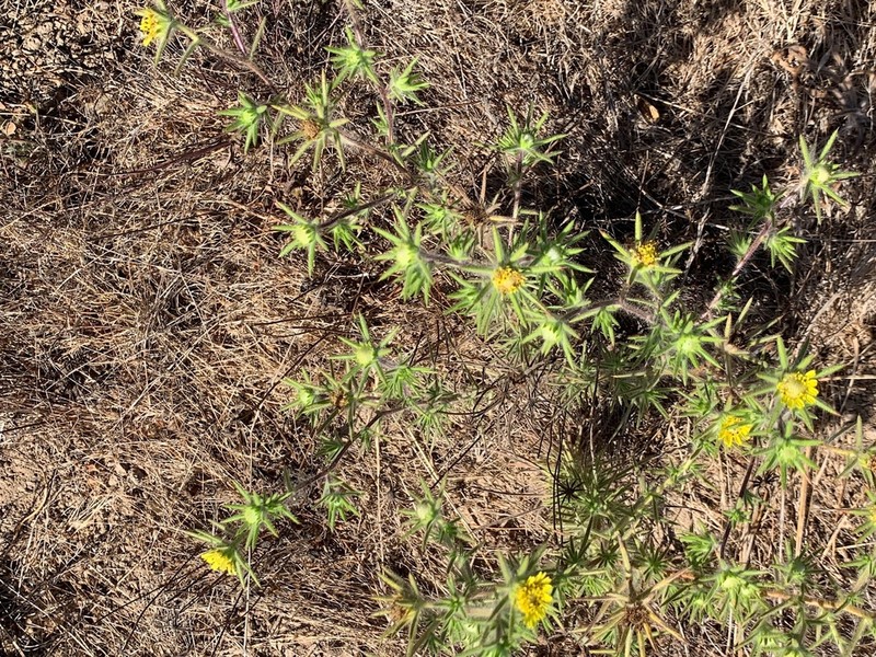 Fitch's Tarweed photo 2