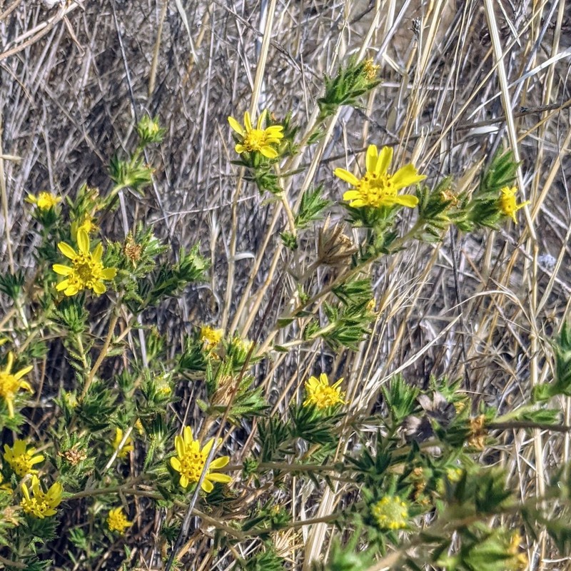 Fitch's Tarweed photo 3