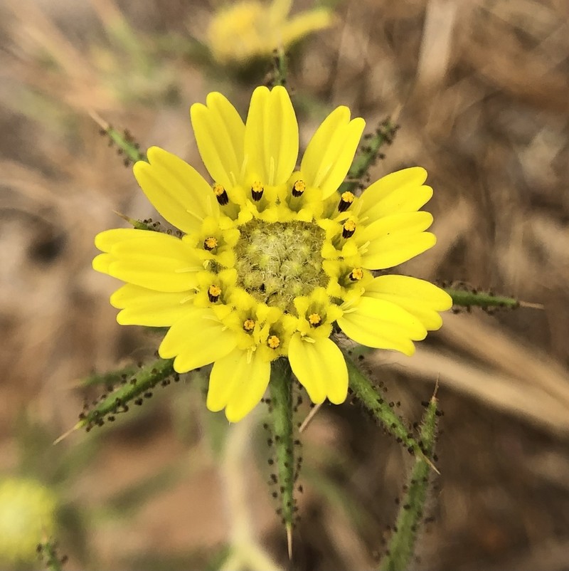 Fitch's Tarweed photo 4