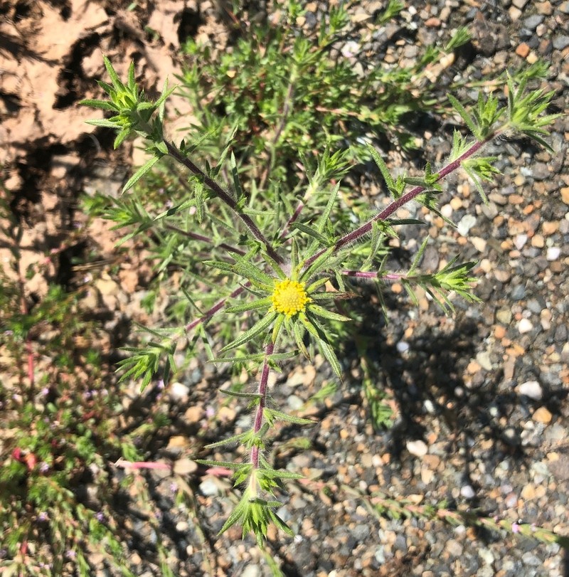 Fitch's Tarweed photo 5