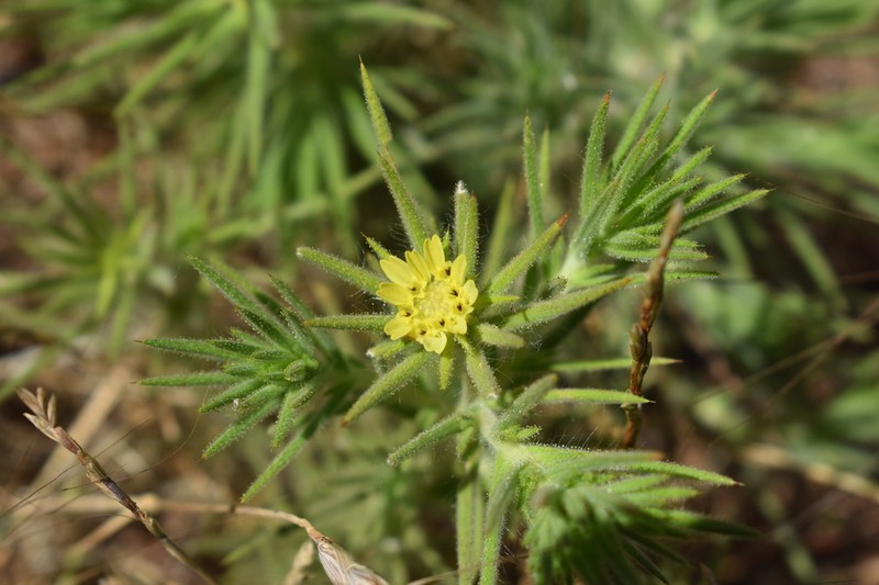 Fitch's Tarweed photo 6