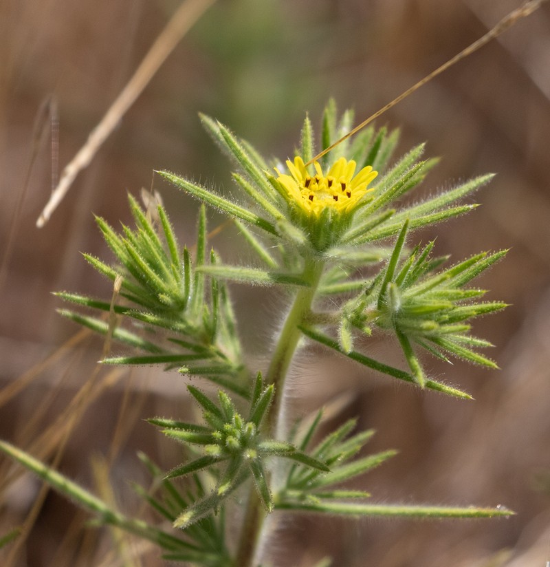 Fitch's Tarweed photo 7