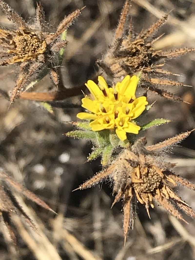 Fitch's Tarweed photo 8