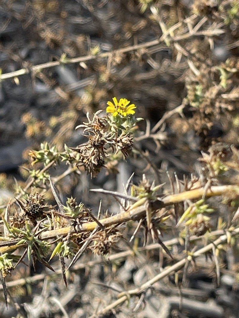 Pappose Tarweed photo 2