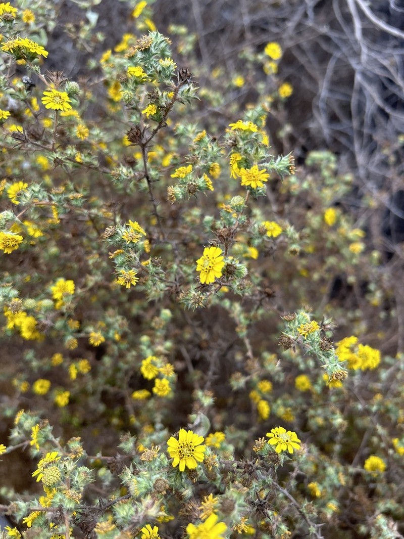 Pappose Tarweed photo 3