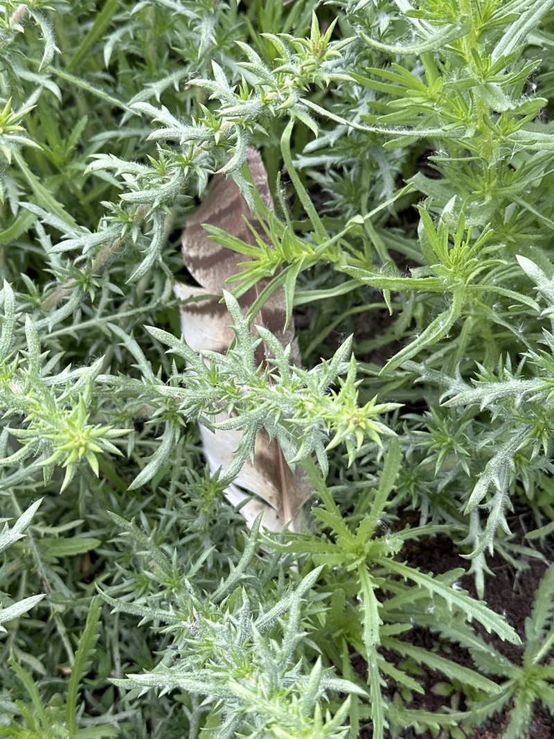 Pappose Tarweed photo 4