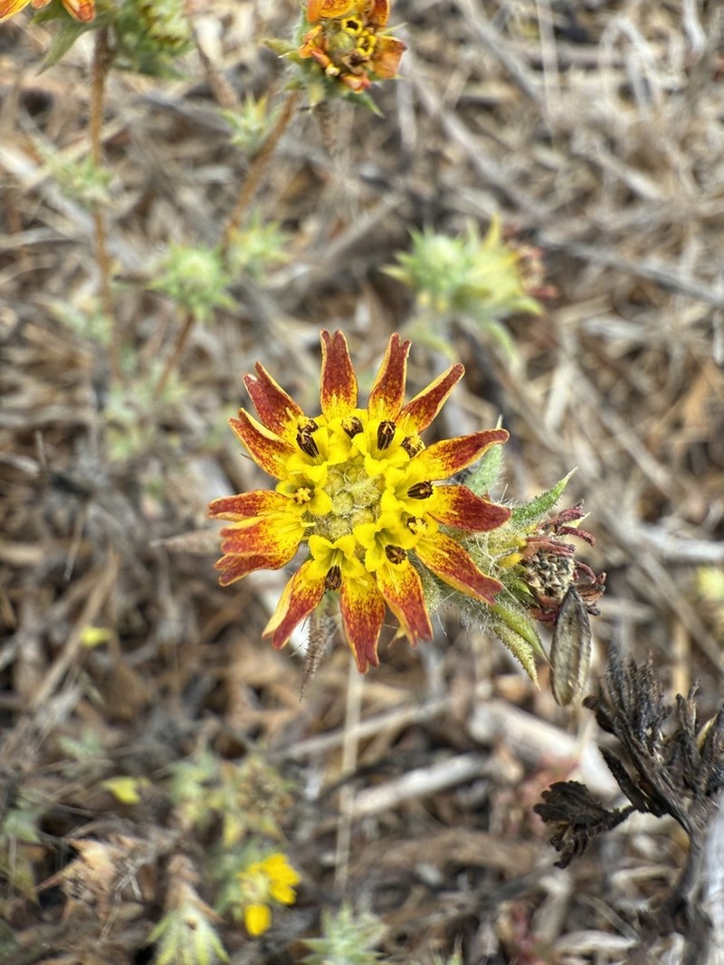 Pappose Tarweed photo 5