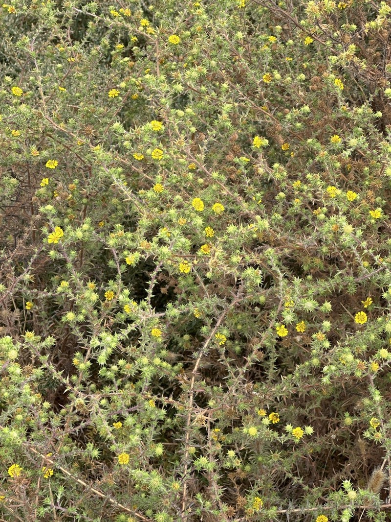 Pappose Tarweed photo 6