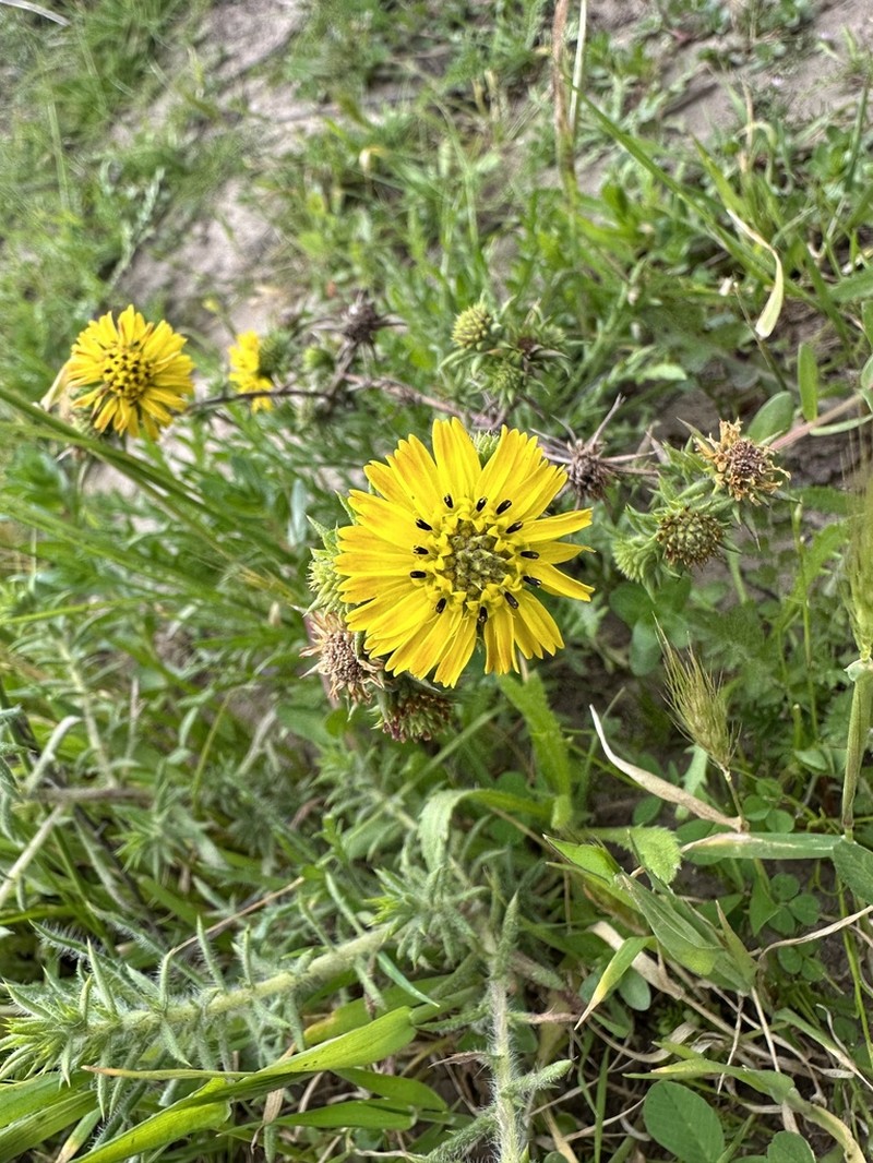 Pappose Tarweed photo 7