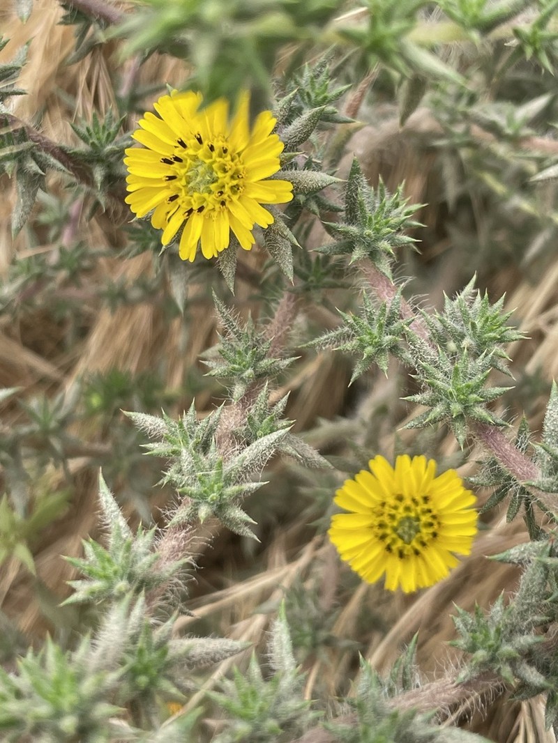 Pappose Tarweed photo 8