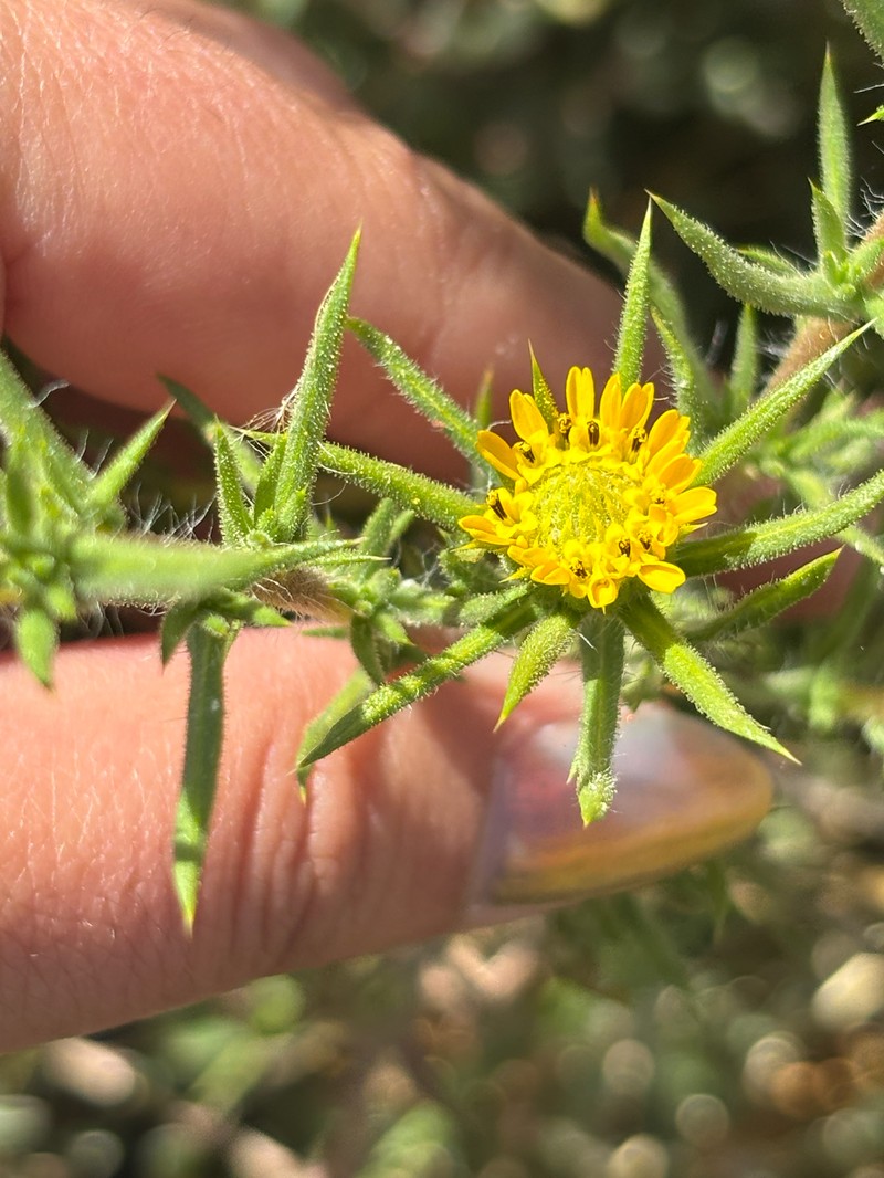Centromadia parryi subsp. australis