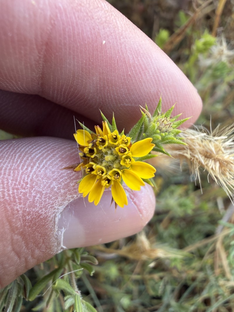 Centromadia parryi subsp. australis photo 2