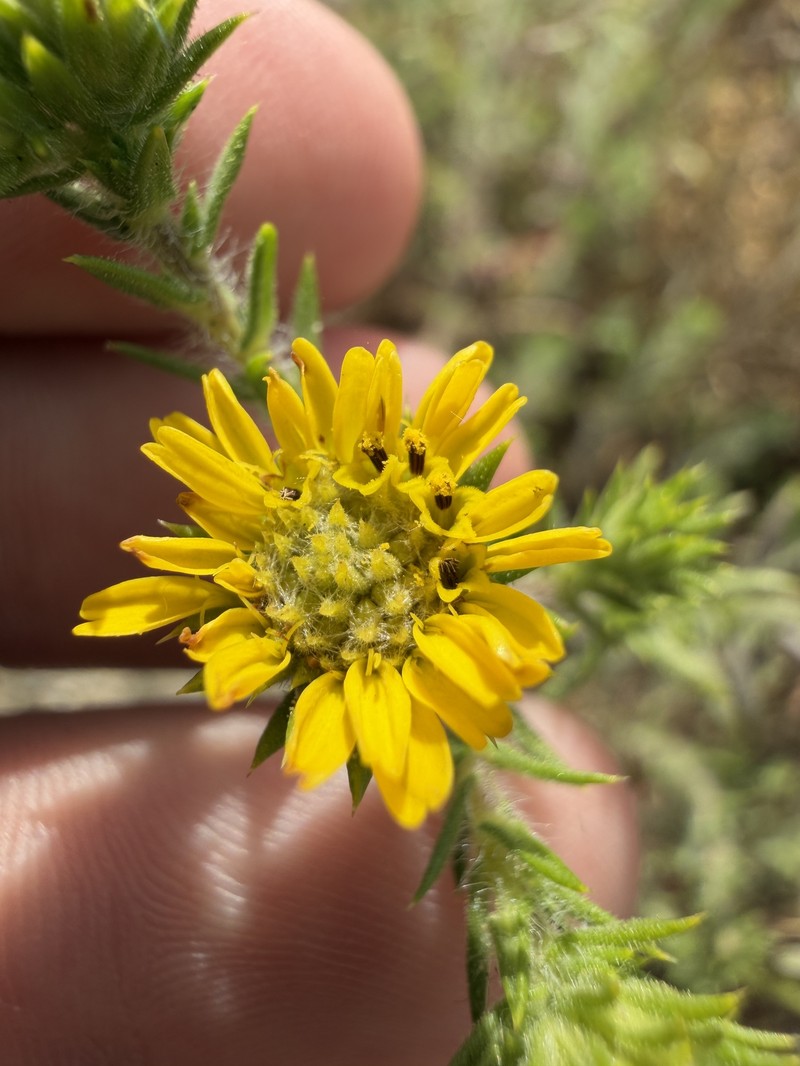 Centromadia parryi subsp. australis photo 3