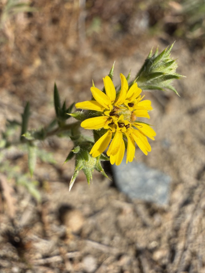 Centromadia parryi subsp. australis photo 4