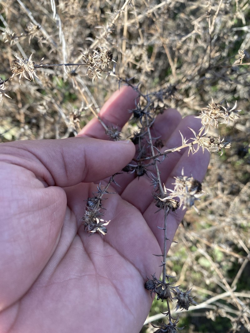Centromadia parryi subsp. australis photo 5