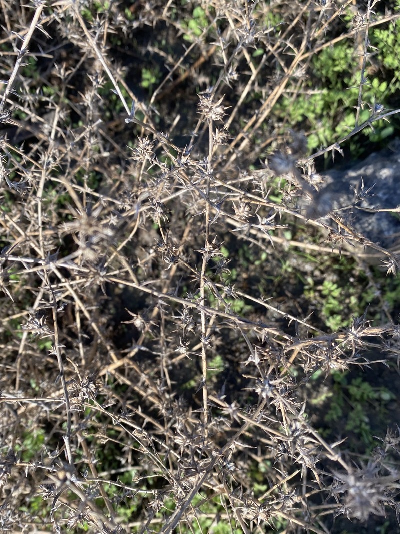 Centromadia parryi subsp. australis photo 6