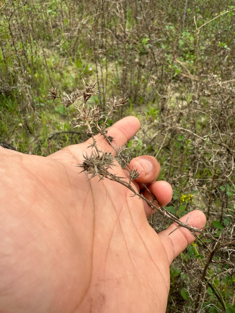 Centromadia parryi subsp. australis photo 7