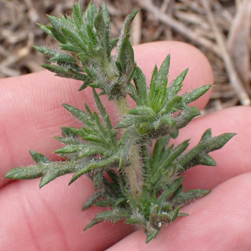 Centromadia parryi subsp. australis photo 8